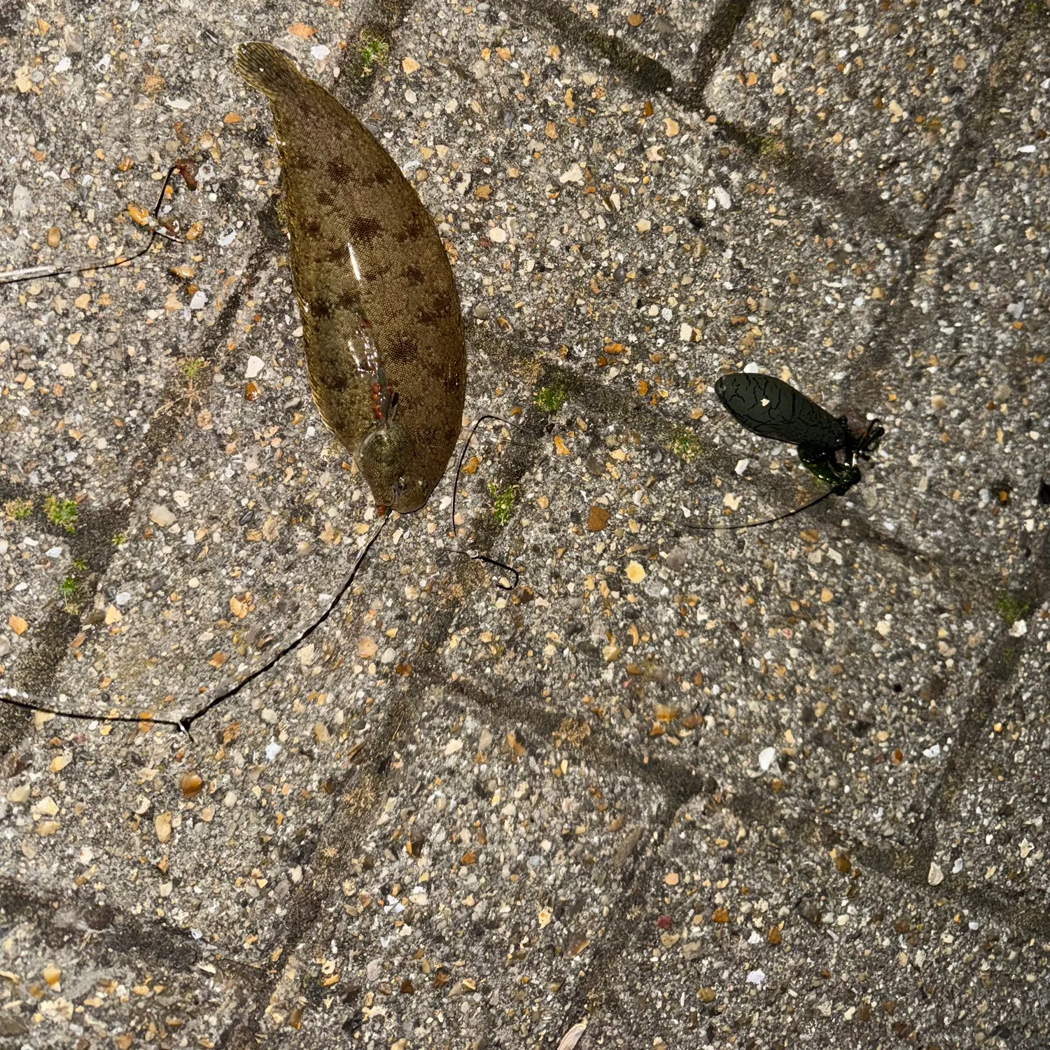 The most recent Common sole catches on Fishbrain