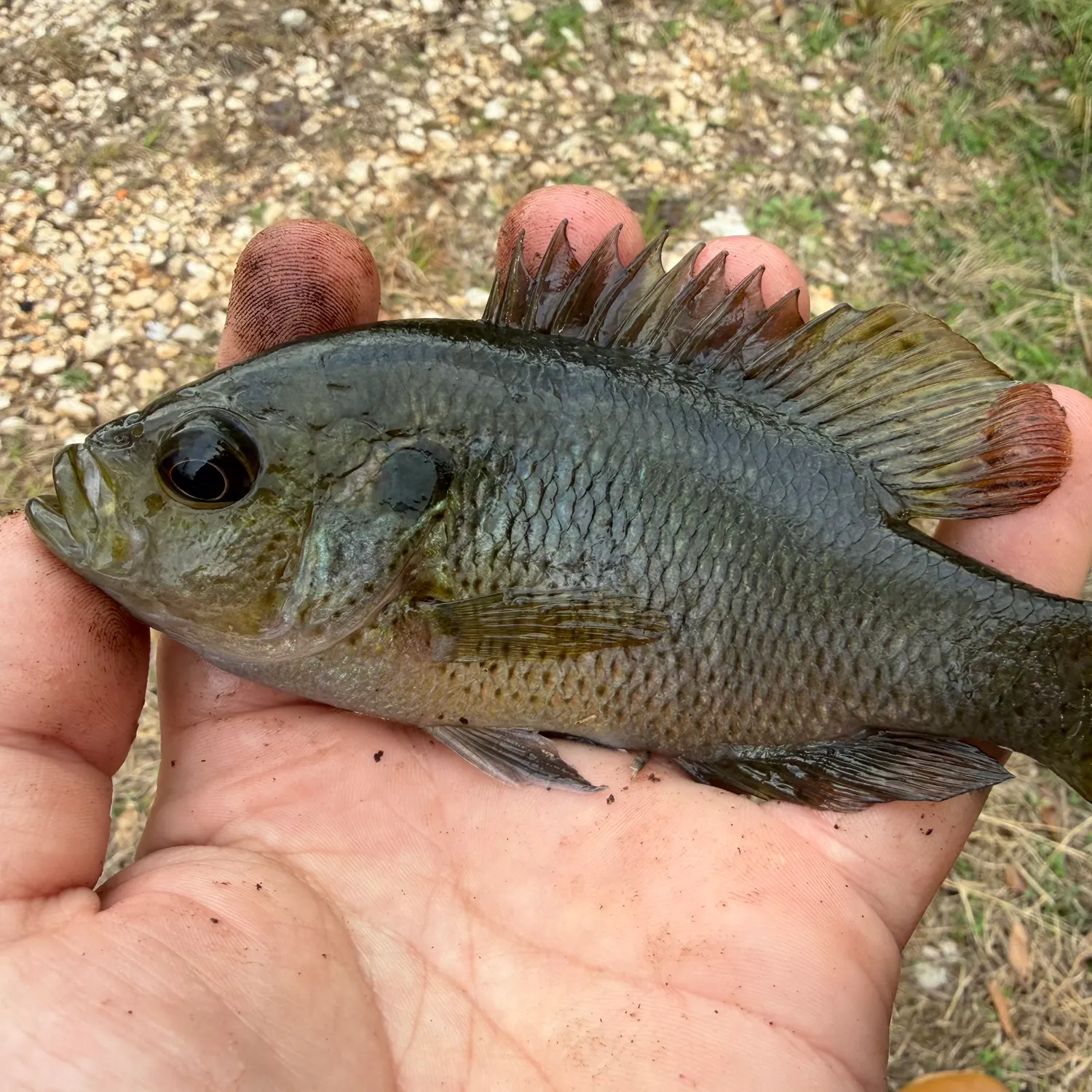 The most recent Spotted sunfish catches on Fishbrain