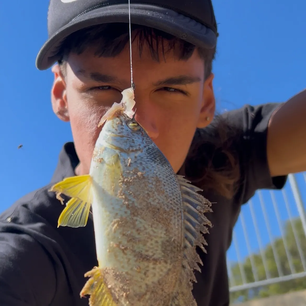The most recent Western striped grunter catches on Fishbrain