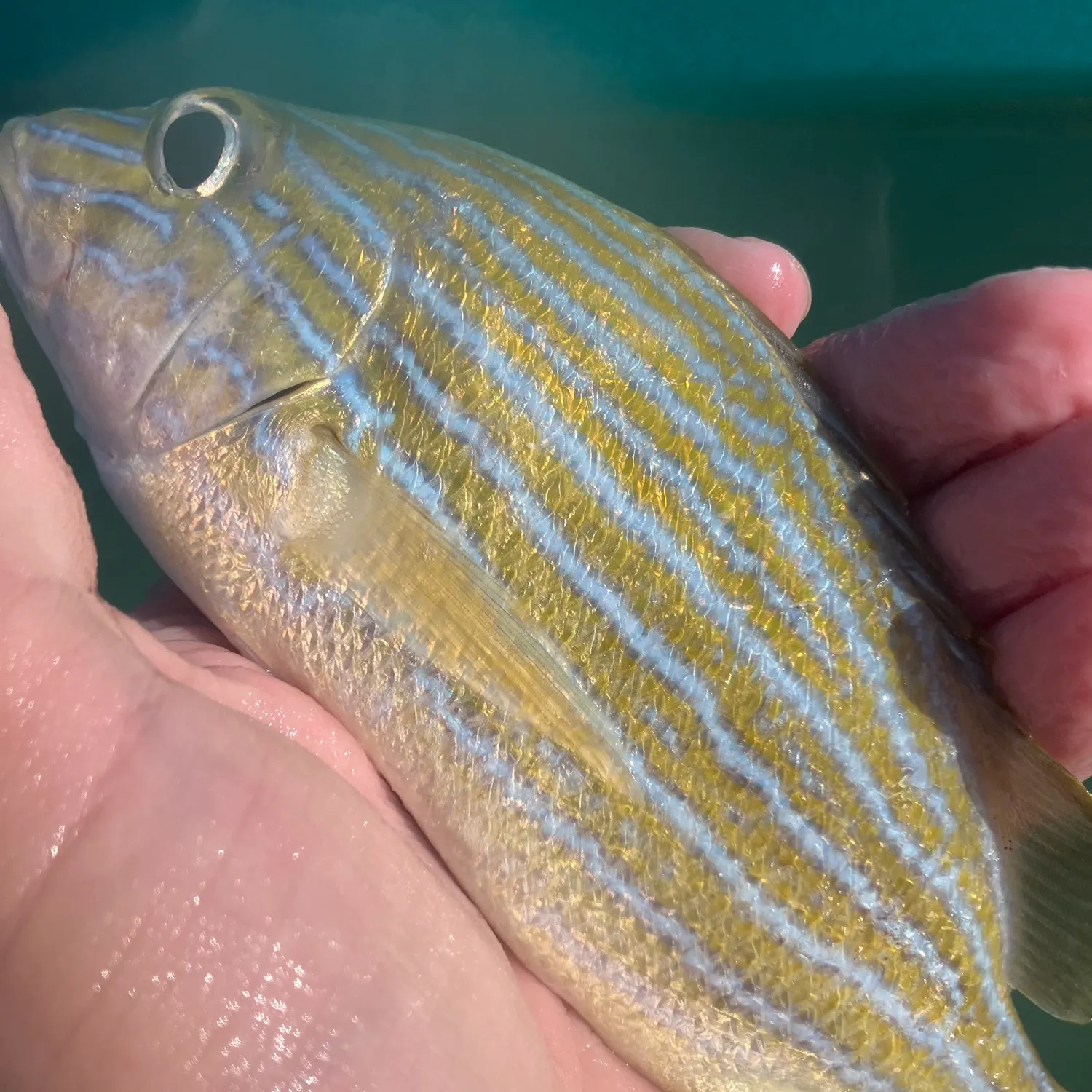 The most recent Bluestriped grunt catches on Fishbrain
