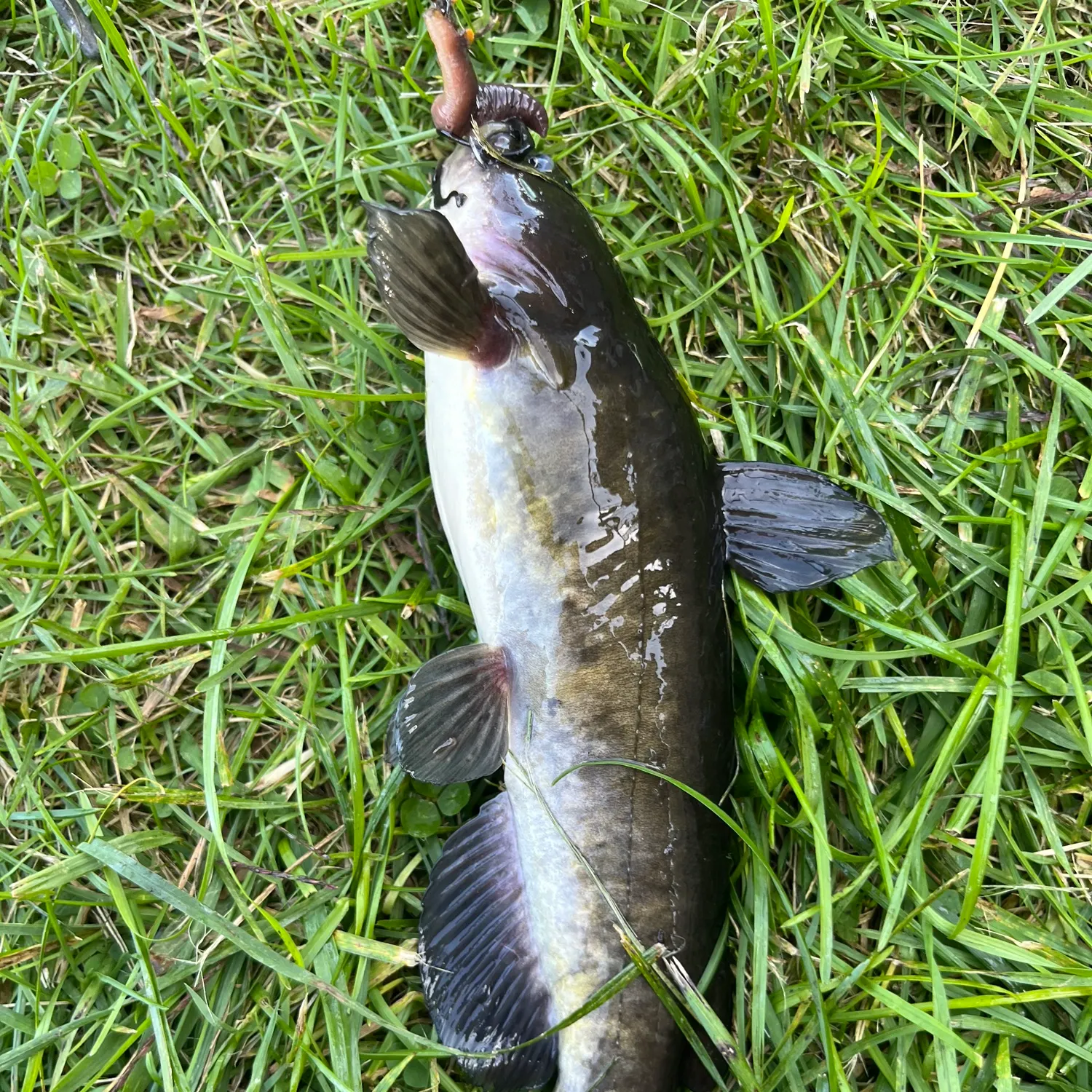 Black bullhead caught on Fishbrain