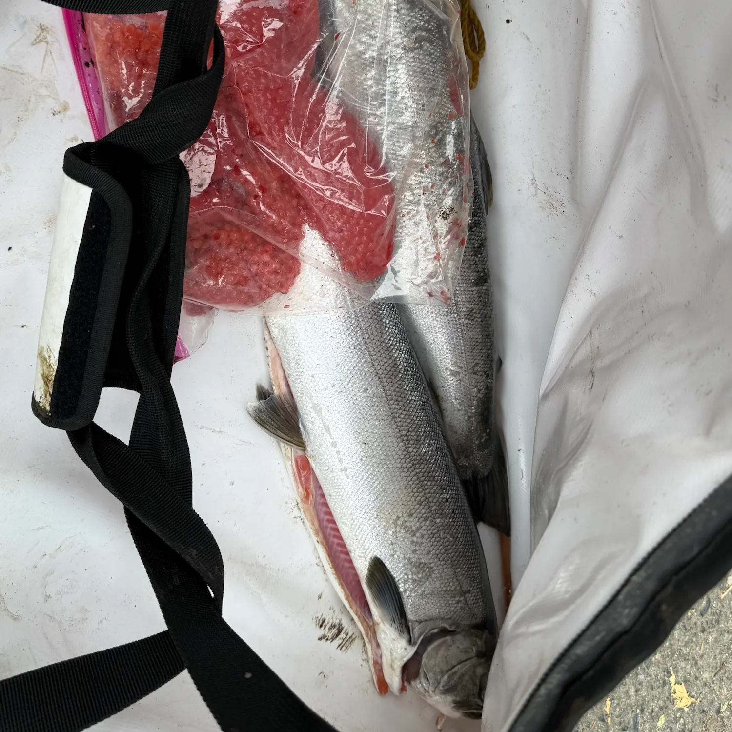 Coho salmon caught on Fishbrain