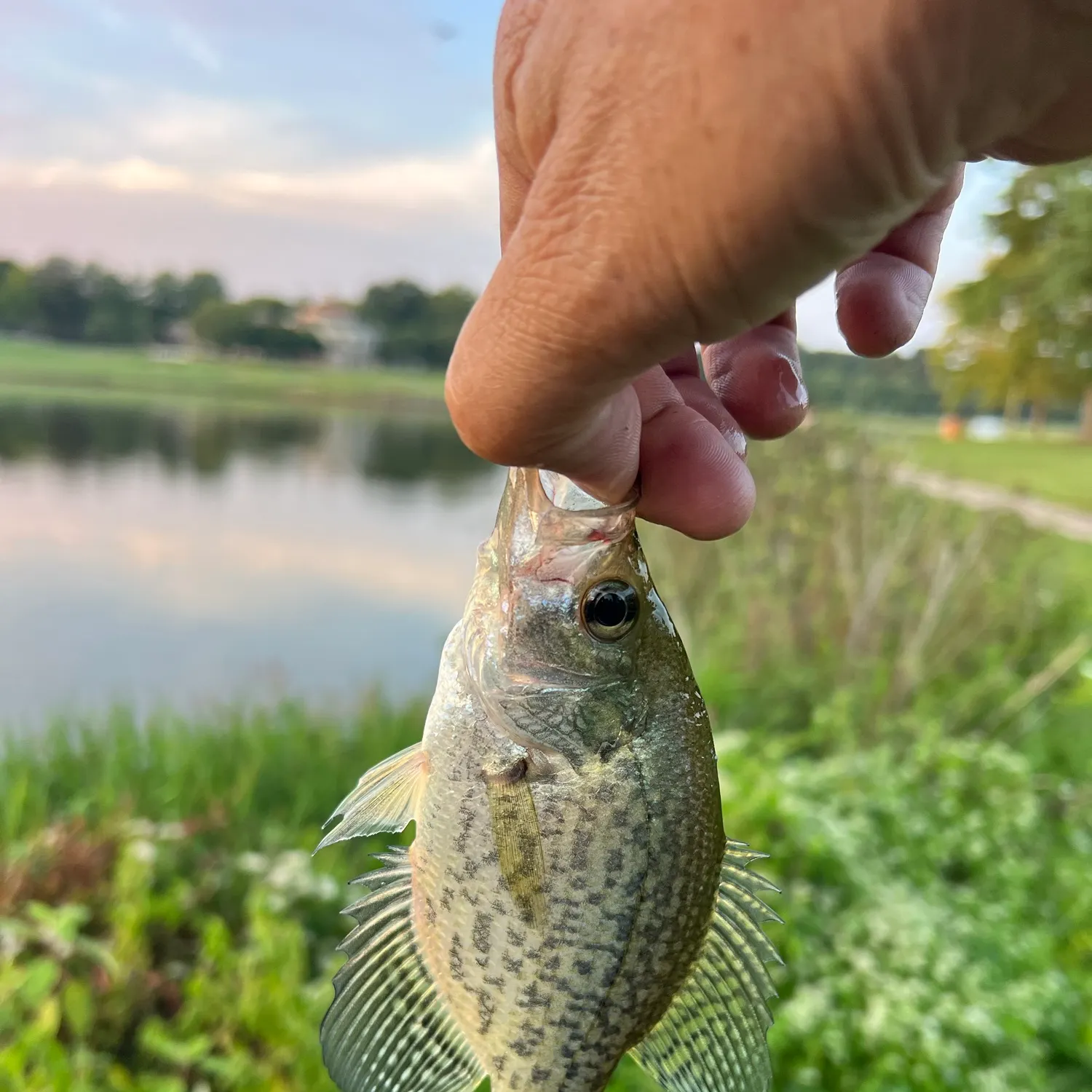 Black crappie caught on Fishbrain