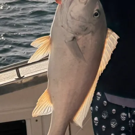 The most recent Golden trevally catches on Fishbrain