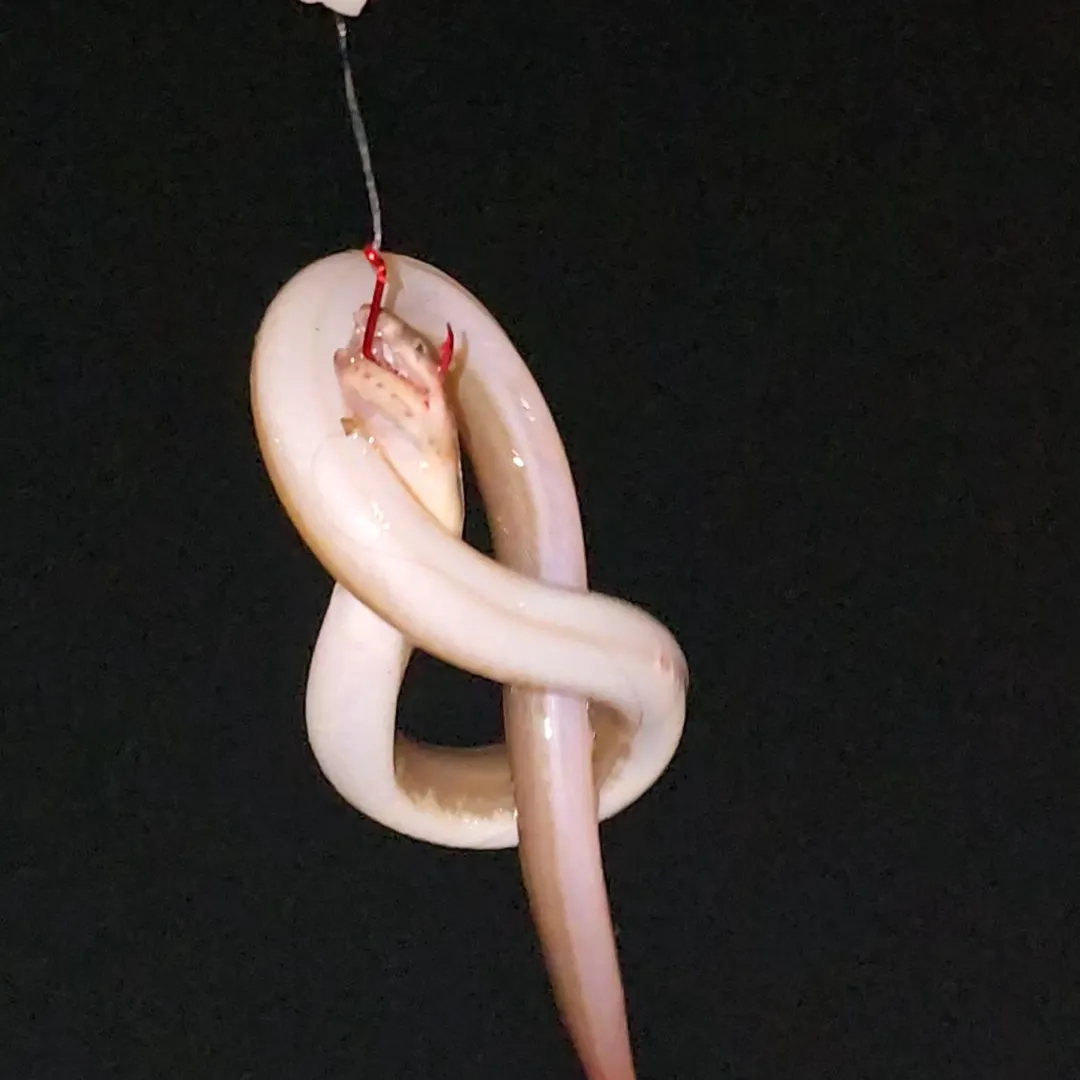The most recent Serpent eel catches on Fishbrain