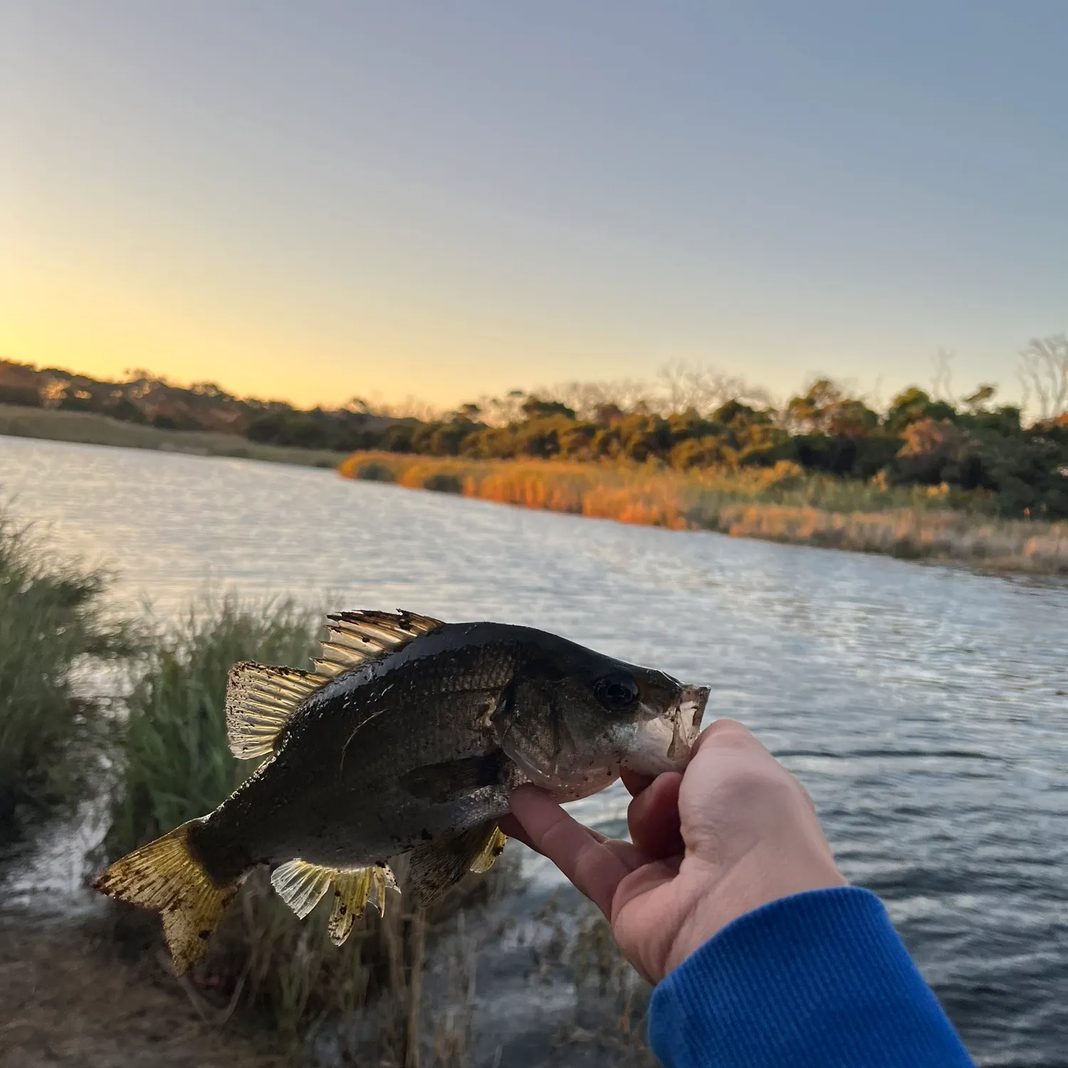 The most recent Estuary perch catches on Fishbrain
