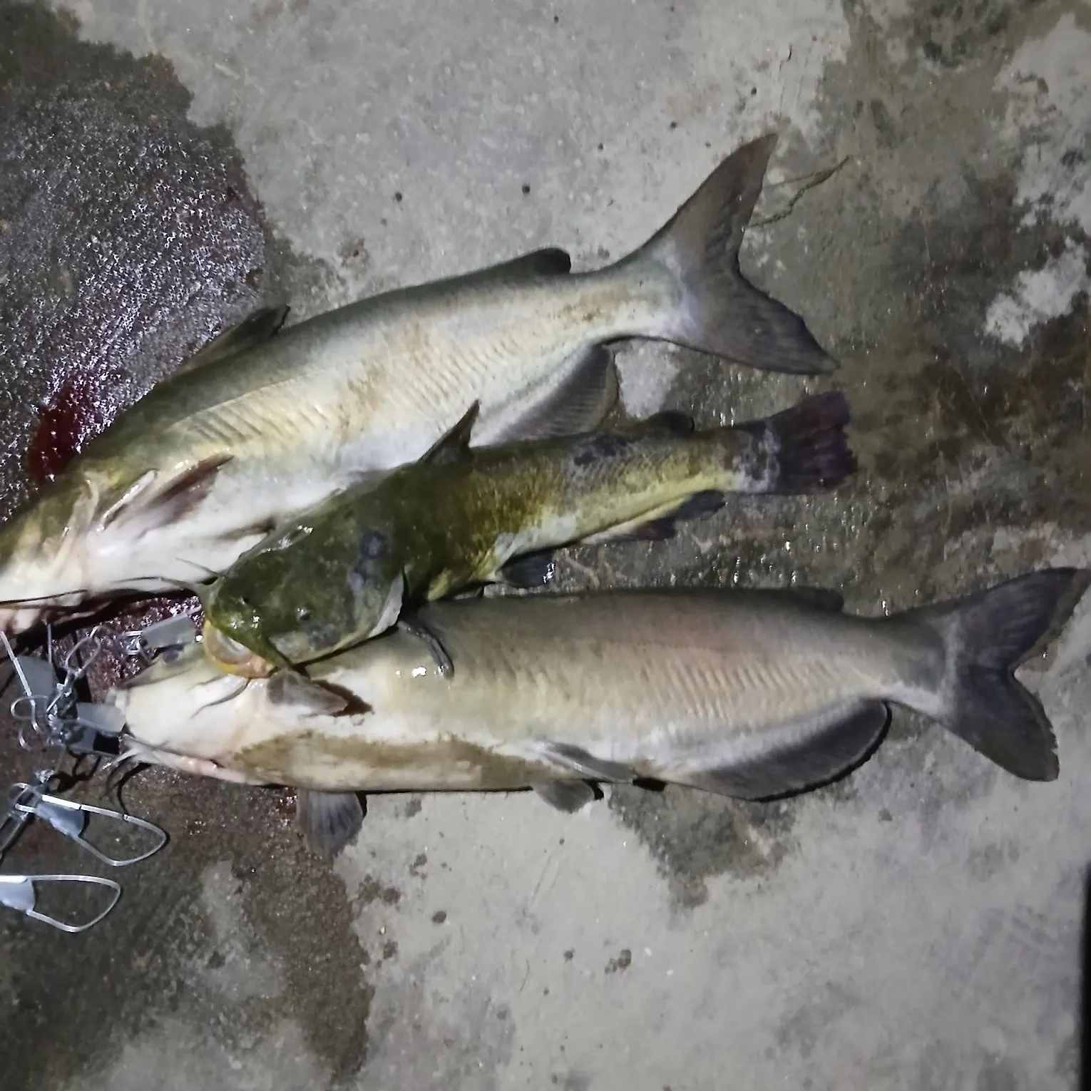Channel catfish caught on Fishbrain