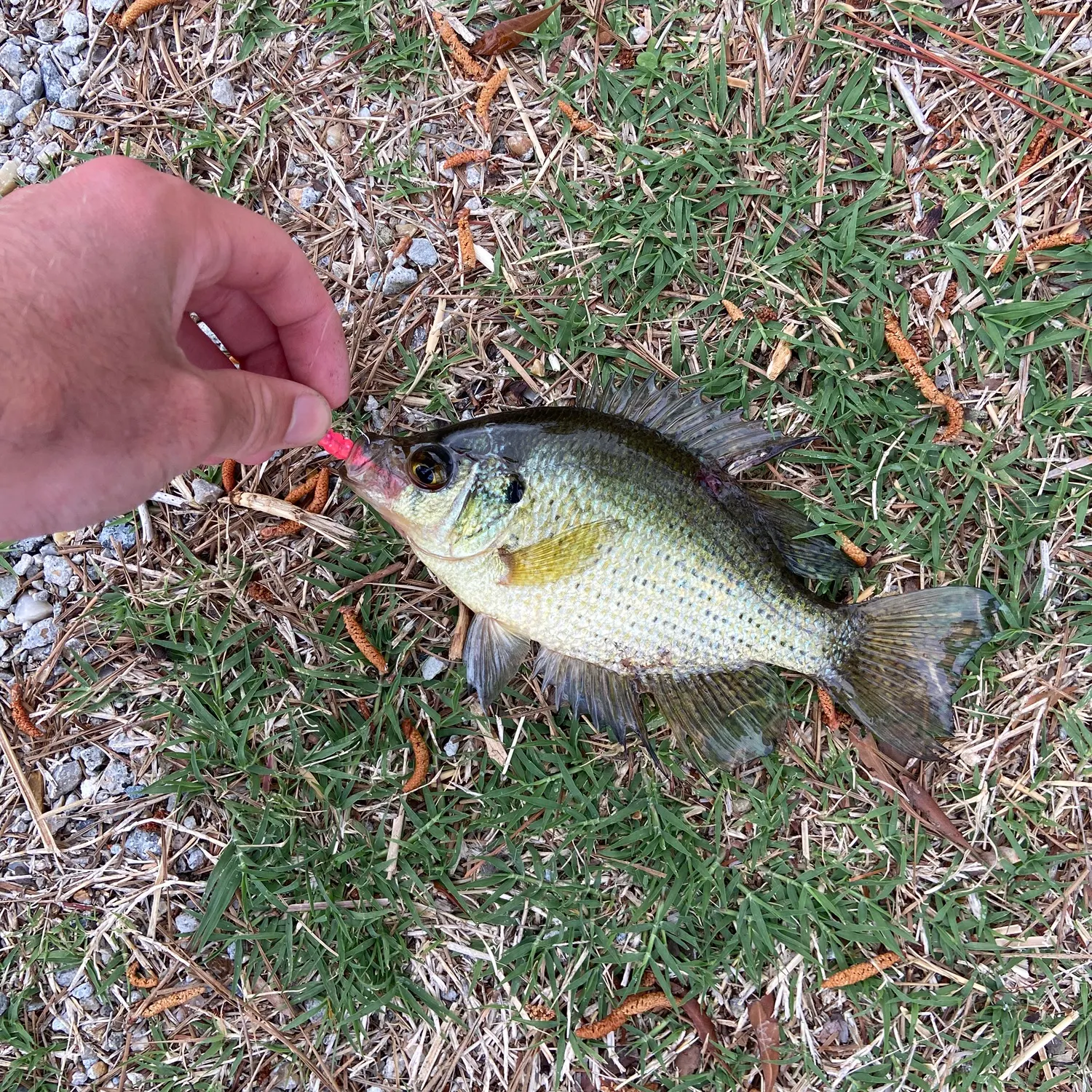 The most recent Flier catches on Fishbrain