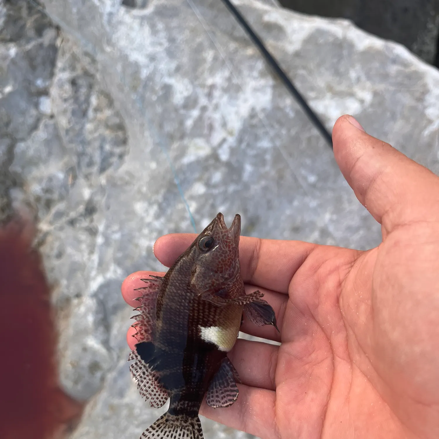 The most recent Belted sandfish catches on Fishbrain