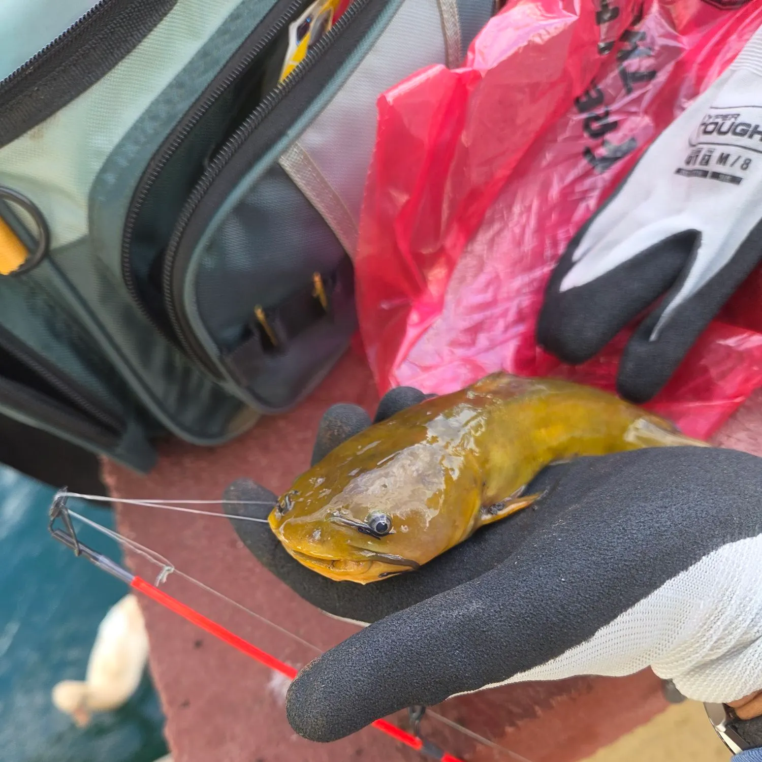 The most recent Amur catfish catches on Fishbrain