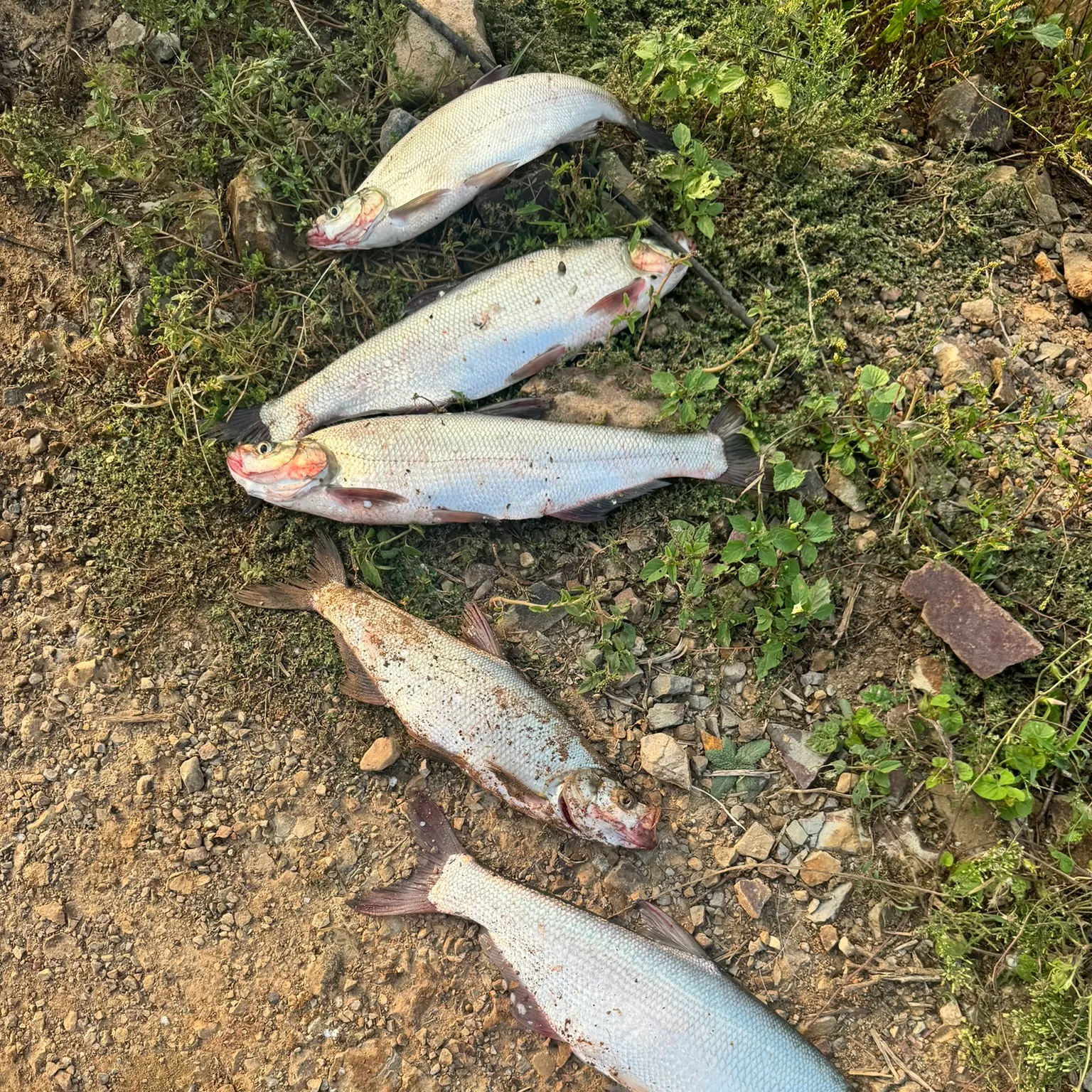 recently logged catches