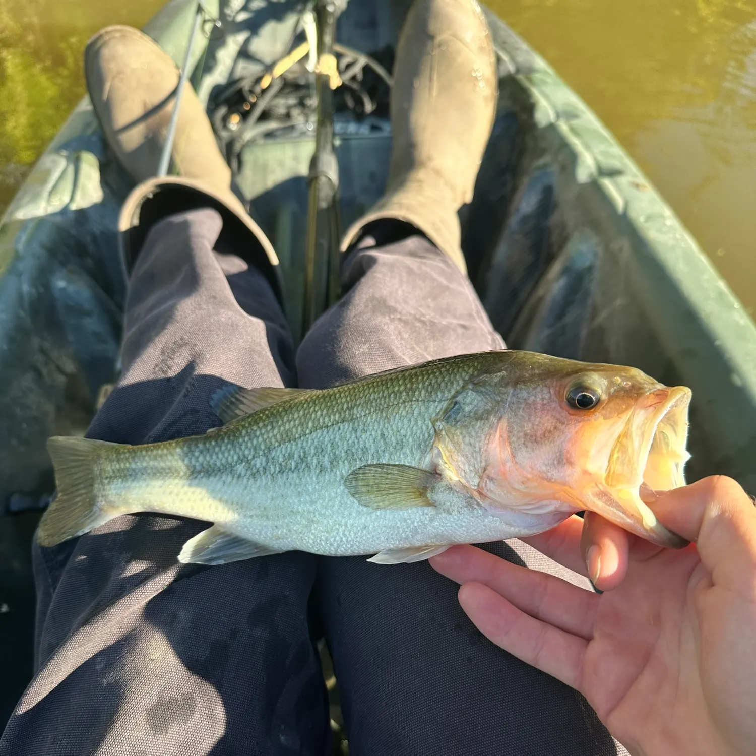 Largemouth bass caught on Fishbrain