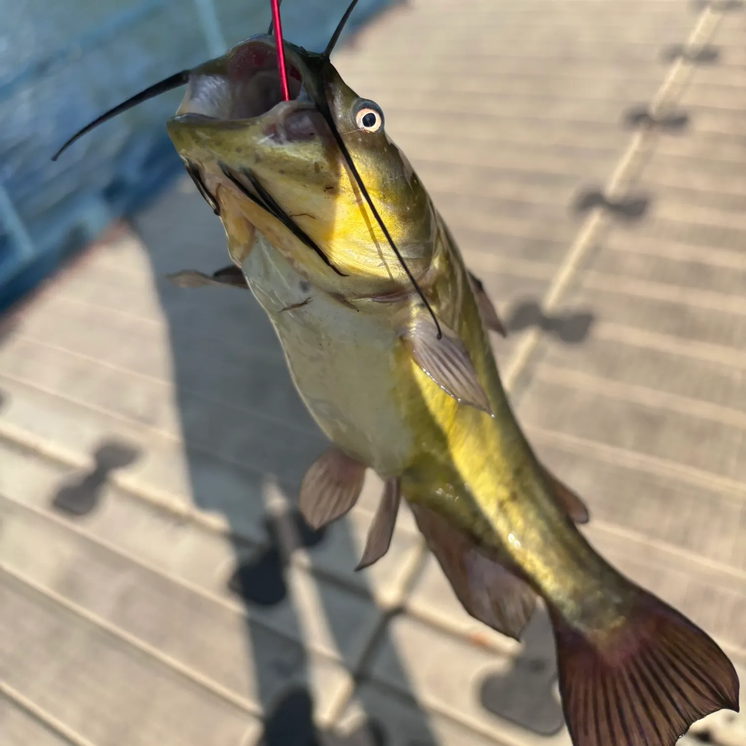 Black bullhead caught on Fishbrain