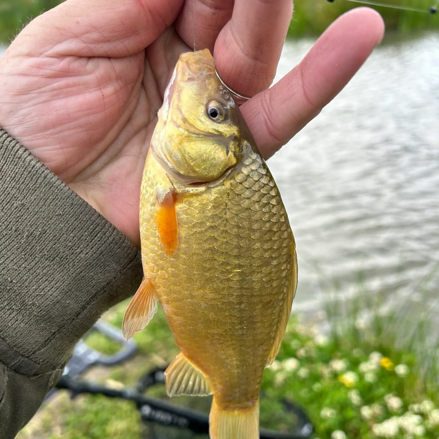 The most recent Crucian carp catches on Fishbrain