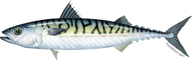 Atlantic mackerel