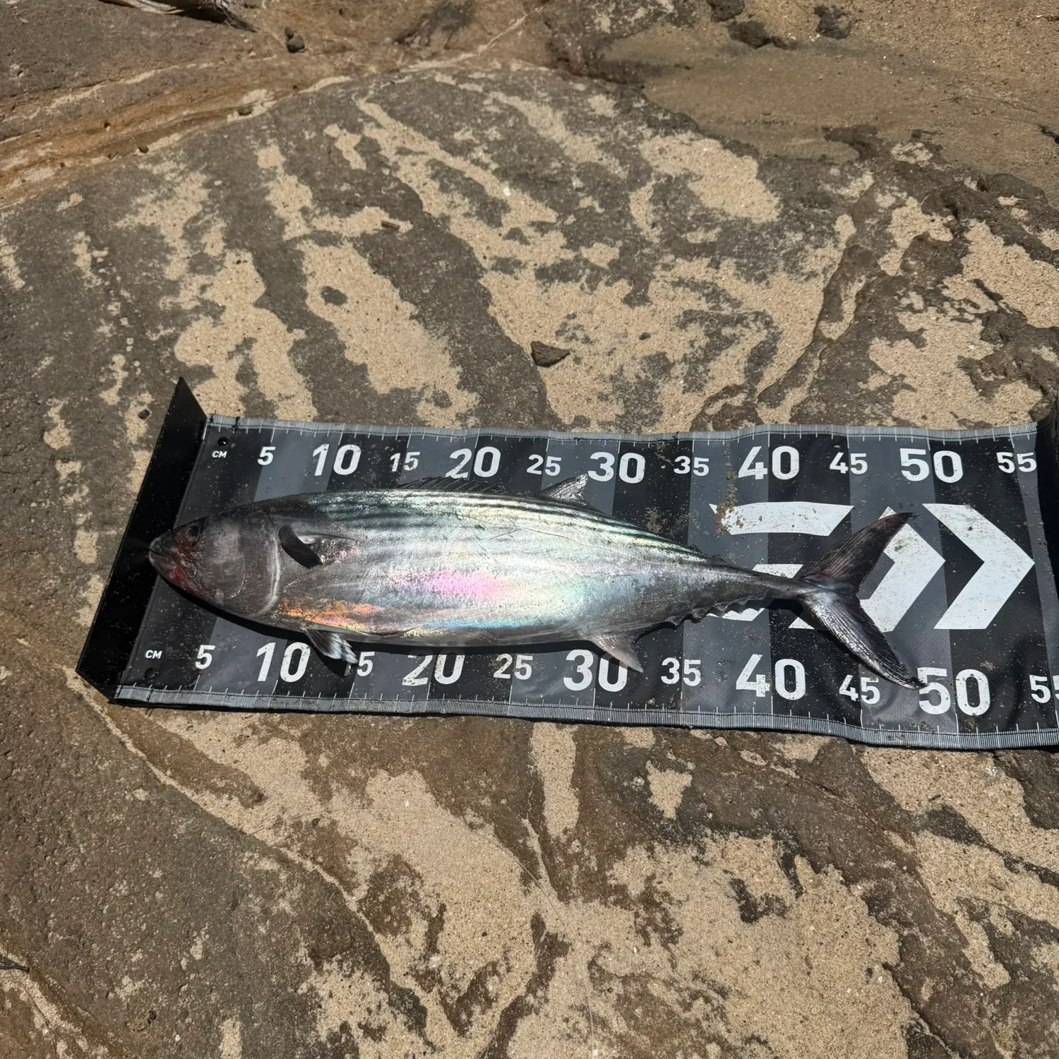 The most recent Striped bonito catches on Fishbrain