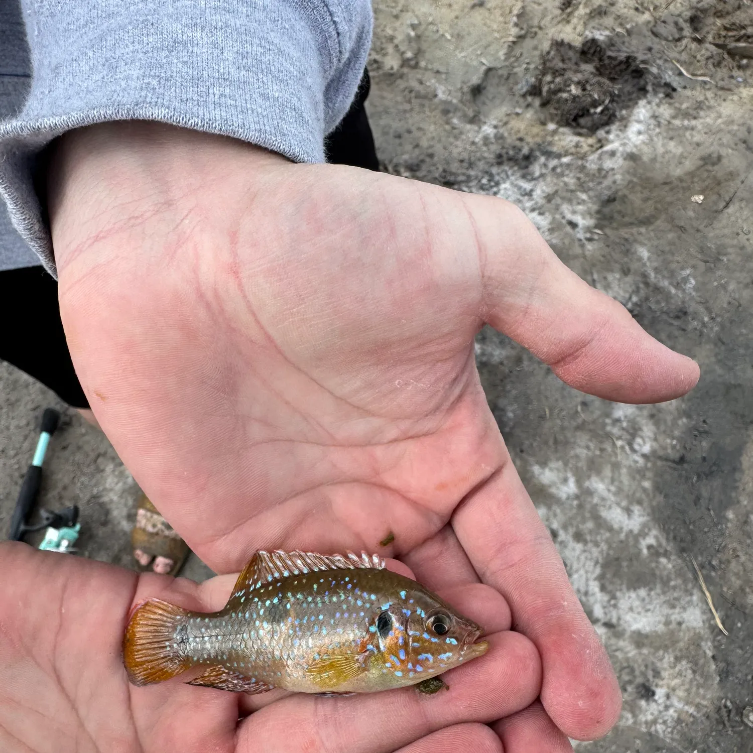 The most recent African Jewelfish catches on Fishbrain