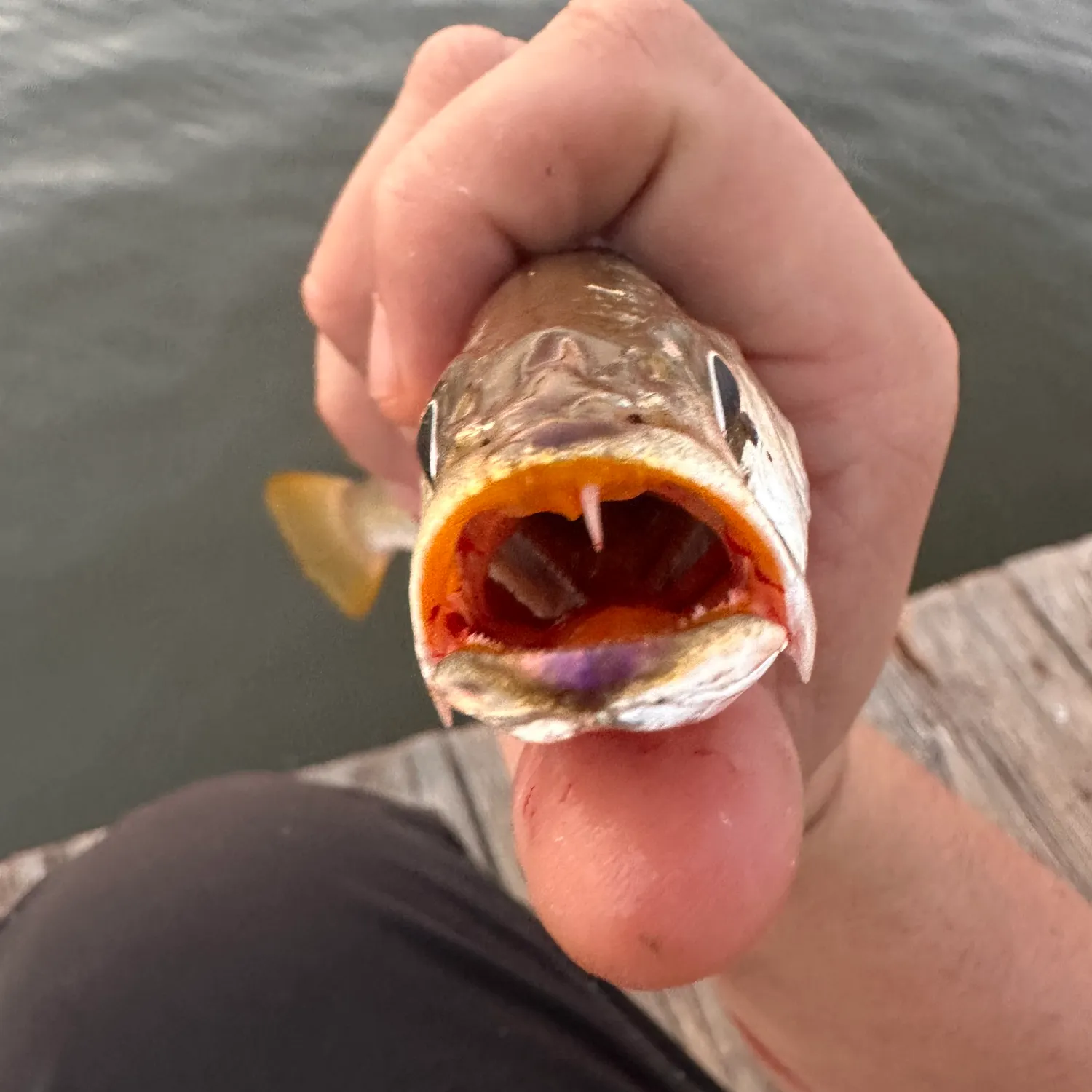 Sand seatrout caught on Fishbrain