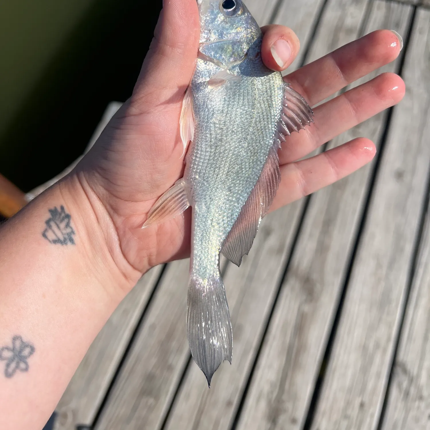 Freshwater drum caught on Fishbrain