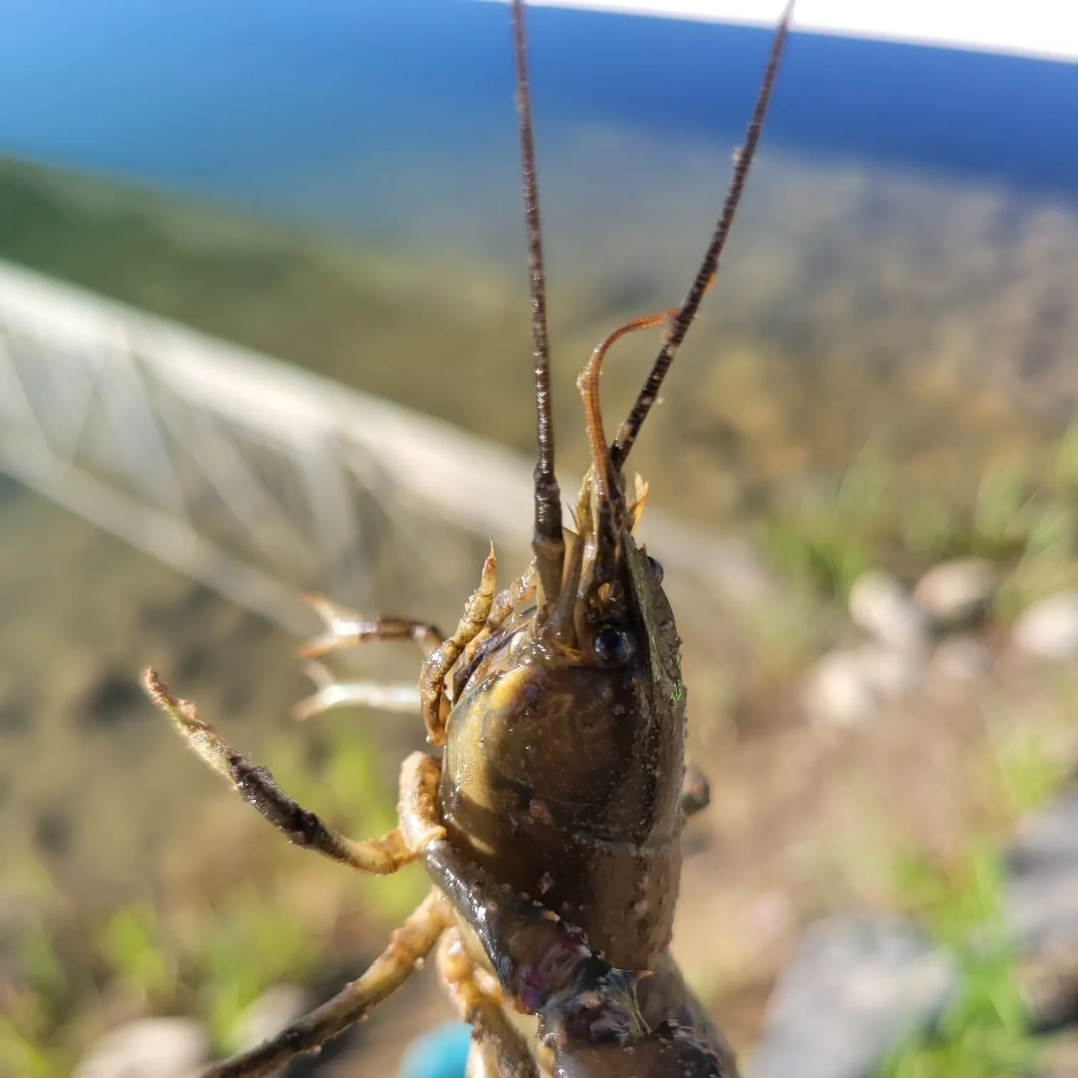 The most recent Signal crayfish catches on Fishbrain