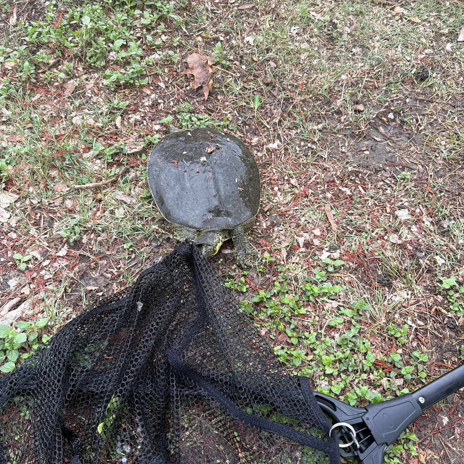 Smooth softshell turtle caught on Fishbrain