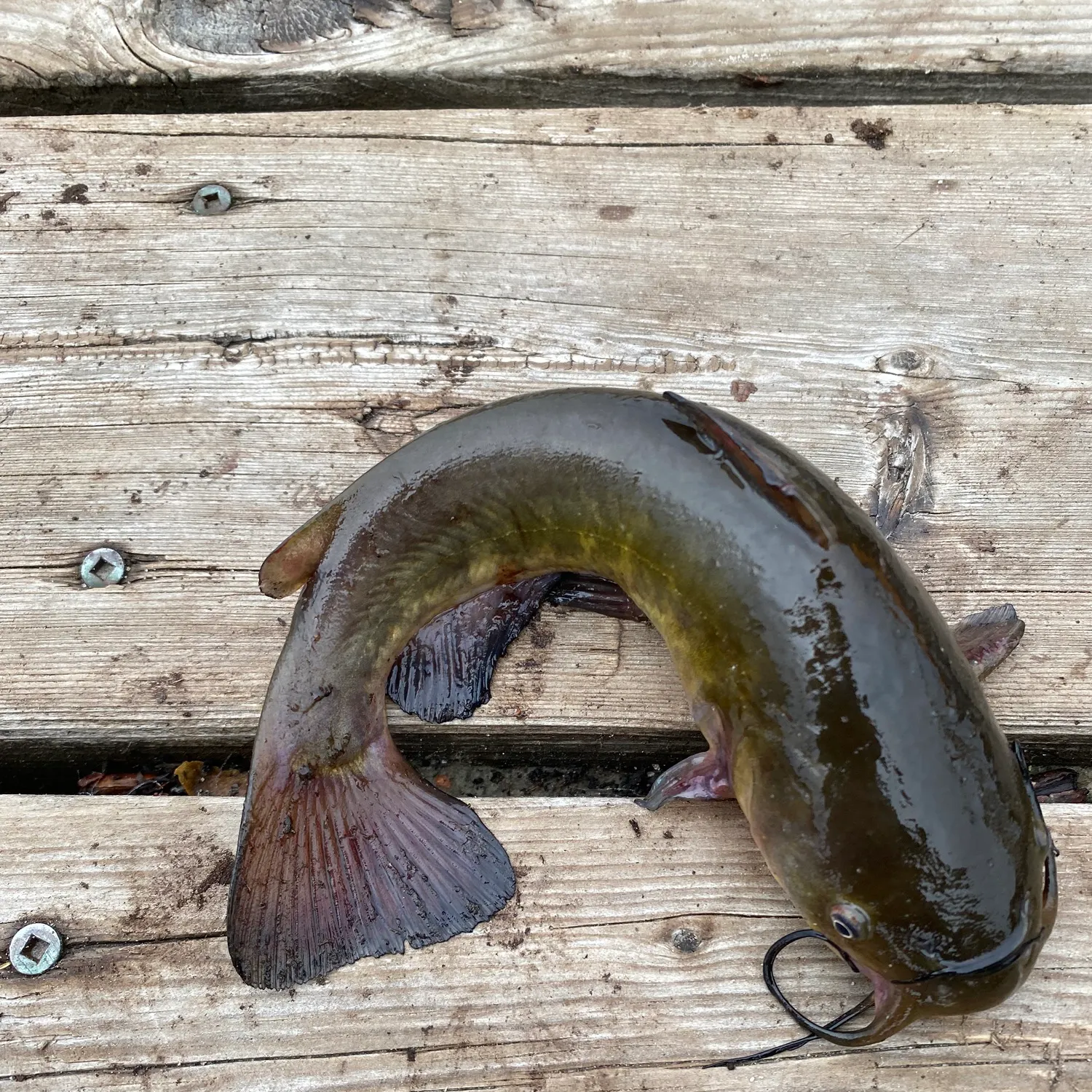 Black bullhead caught on Fishbrain