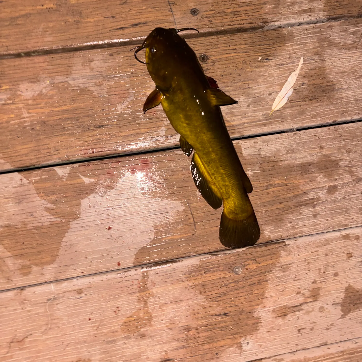Yellow bullhead caught on Fishbrain