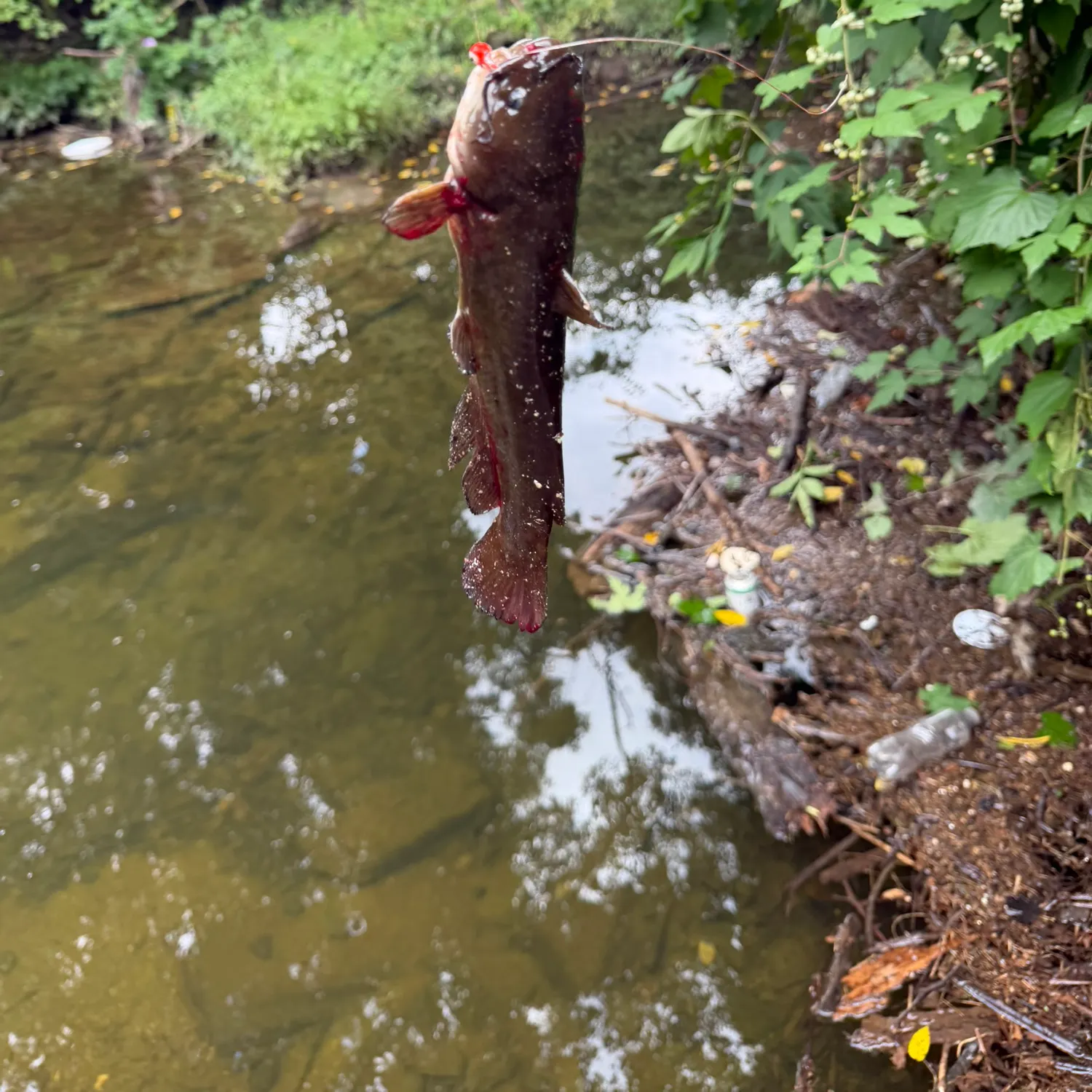 Black bullhead caught on Fishbrain