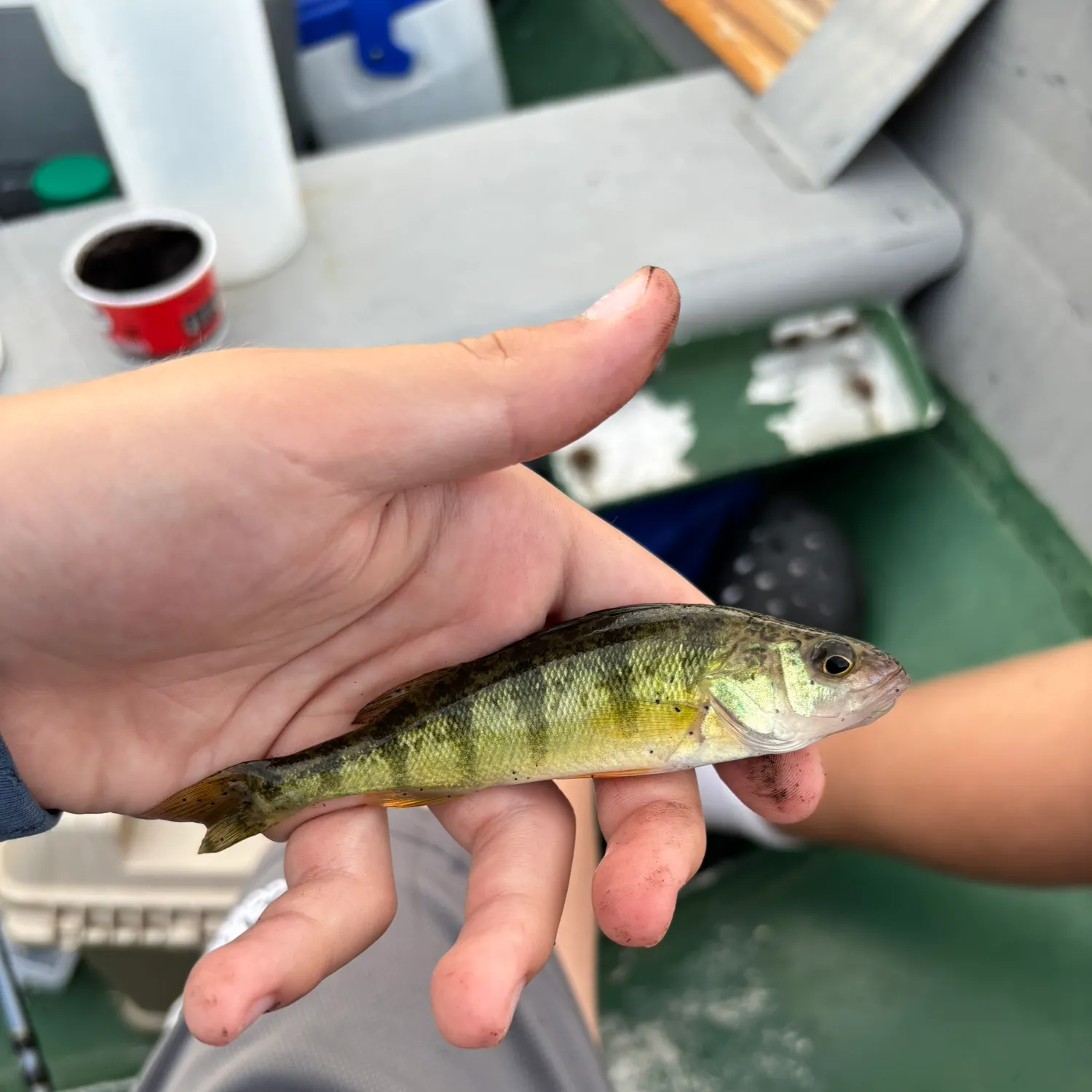 Yellow perch caught on Fishbrain