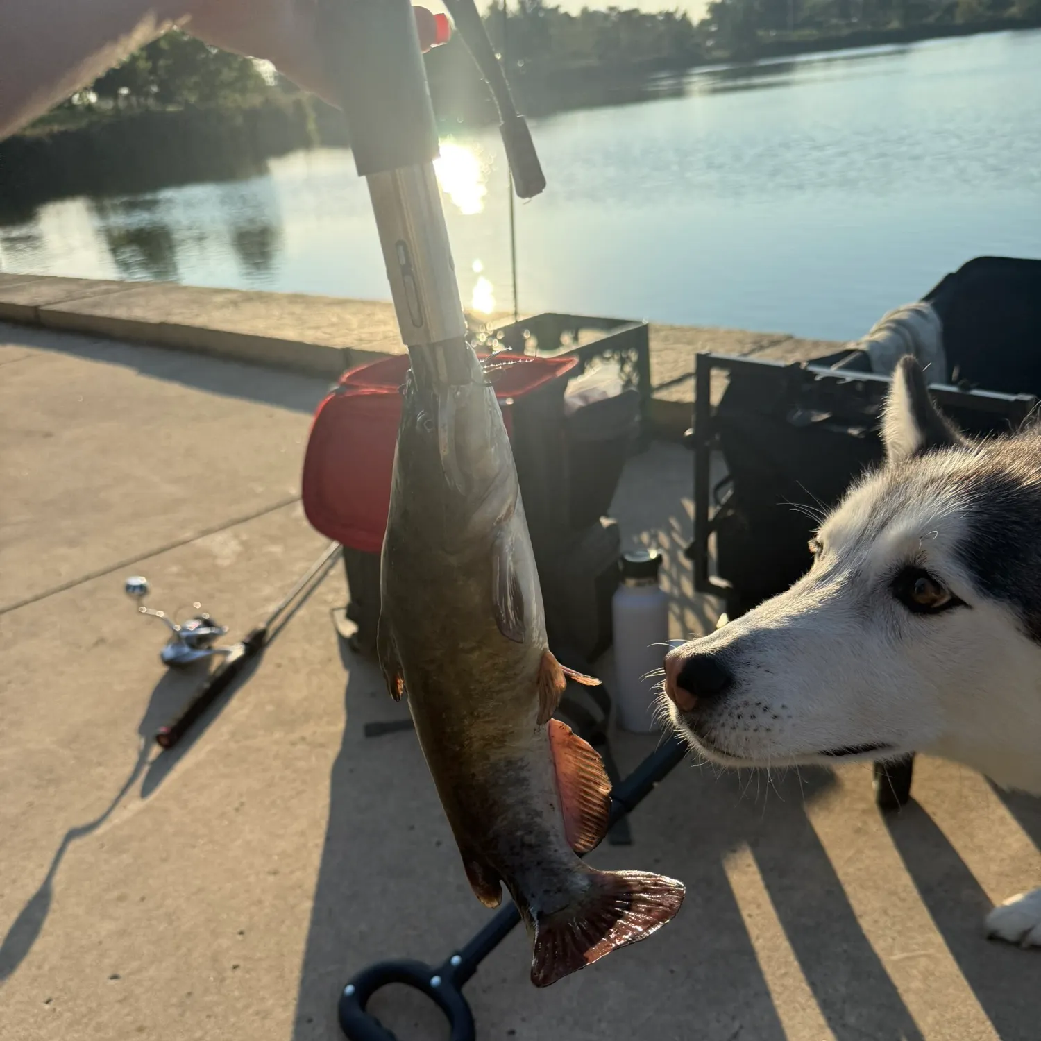 Brown bullhead caught on Fishbrain