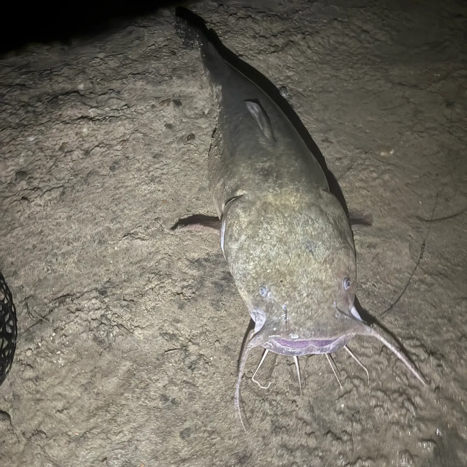 The most recent Flathead catfish catches on Fishbrain