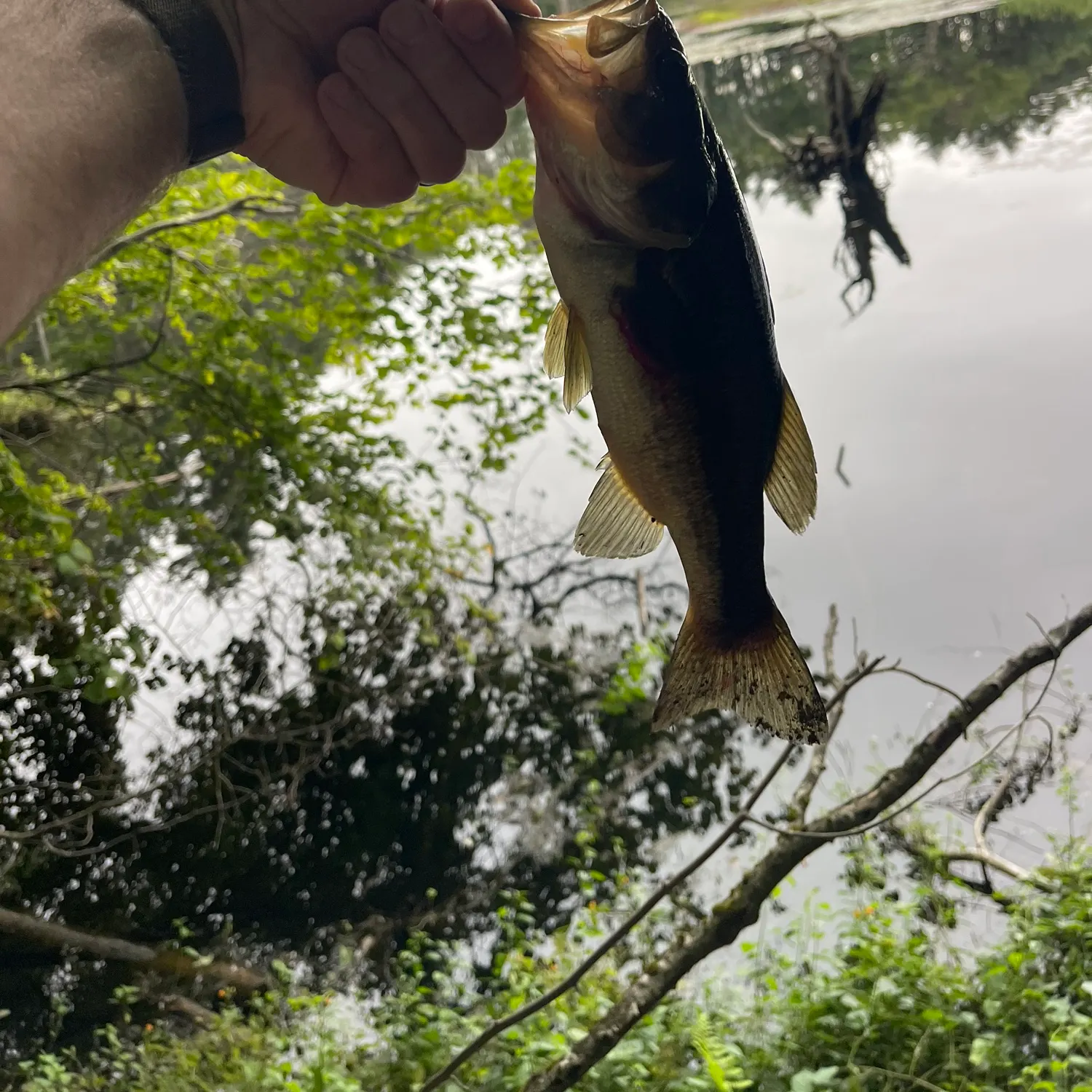 Largemouth bass caught on Fishbrain