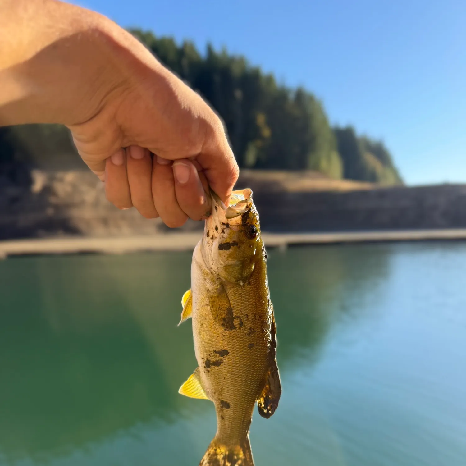 Smallmouth bass caught on Fishbrain