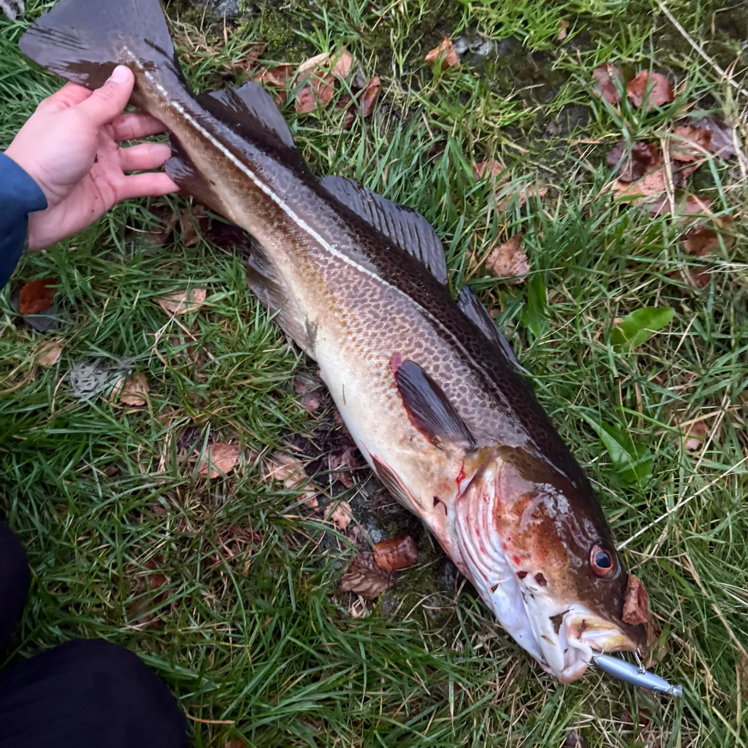 Atlantic cod caught on Fishbrain