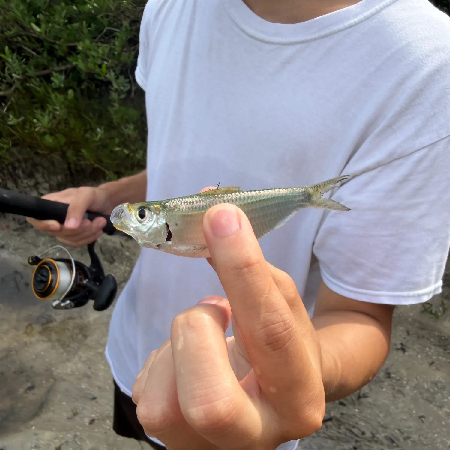 The most recent Scaled herring catches on Fishbrain