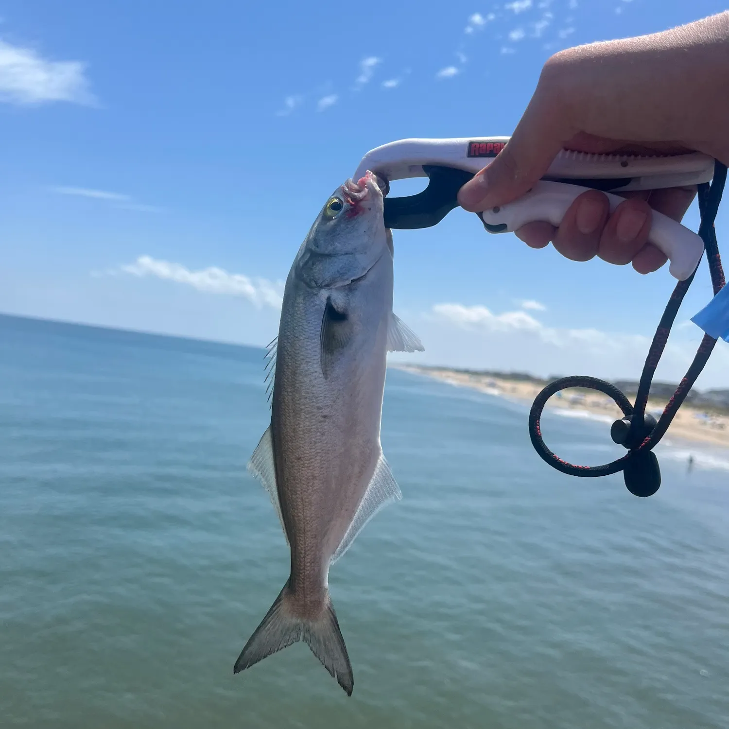 The most recent Bluefish catches on Fishbrain
