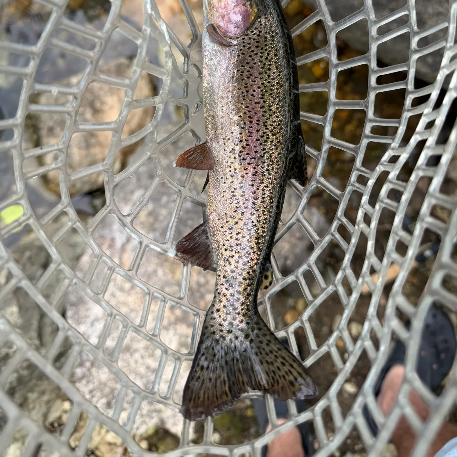 Rainbow trout caught on Fishbrain