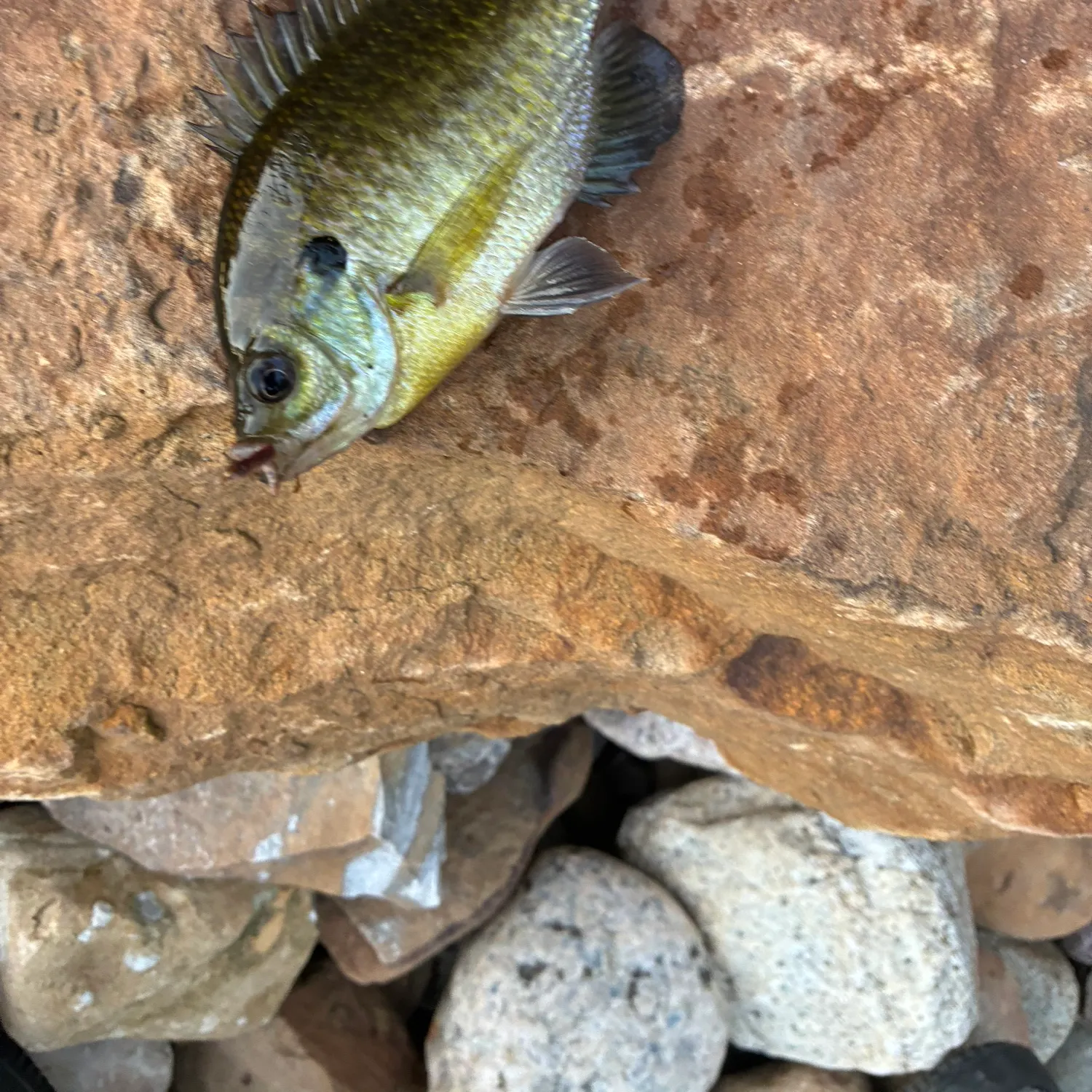 Bluegill caught on Fishbrain
