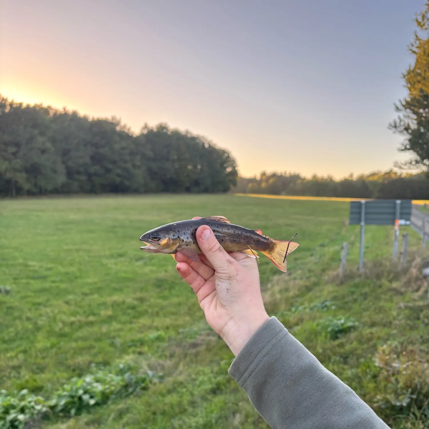 Lake trout caught on Fishbrain