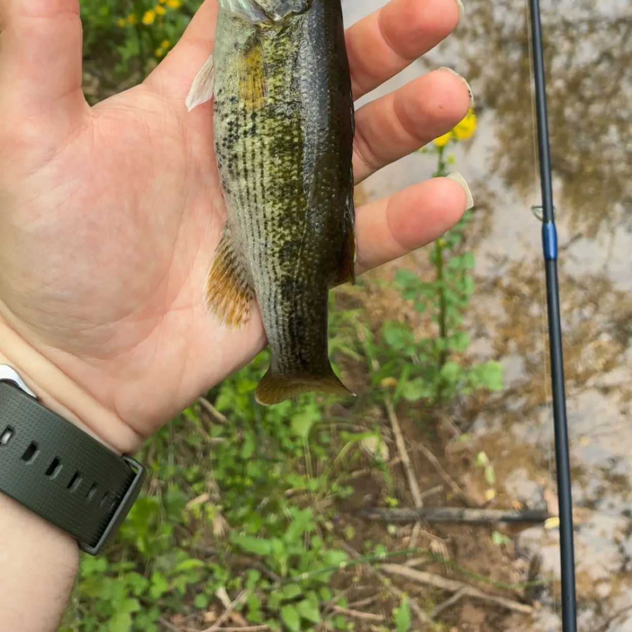 The most recent Warrior bass catches on Fishbrain
