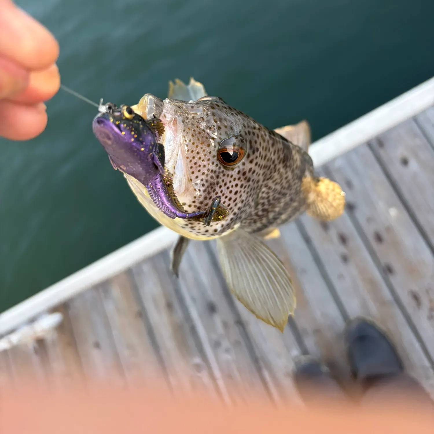 Fish caught on Fishbrain