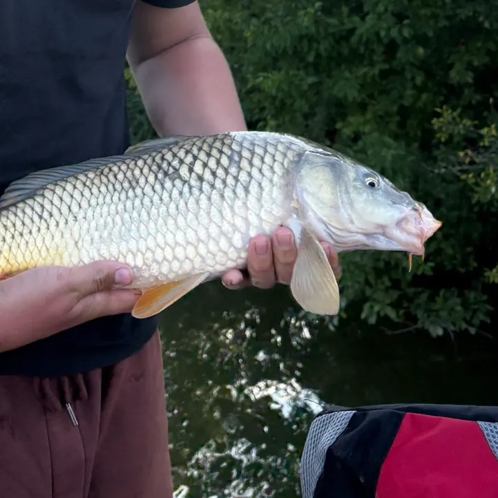 Common carp caught on Fishbrain