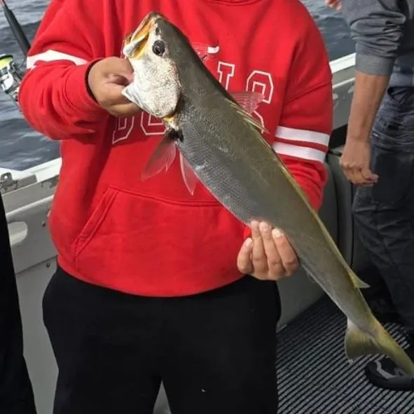 The most recent Geelbeck croaker catches on Fishbrain