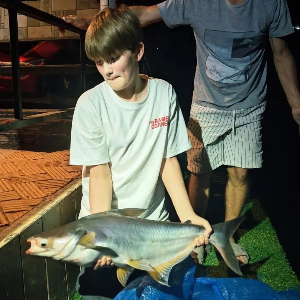 The most recent Striped catfish catches on Fishbrain