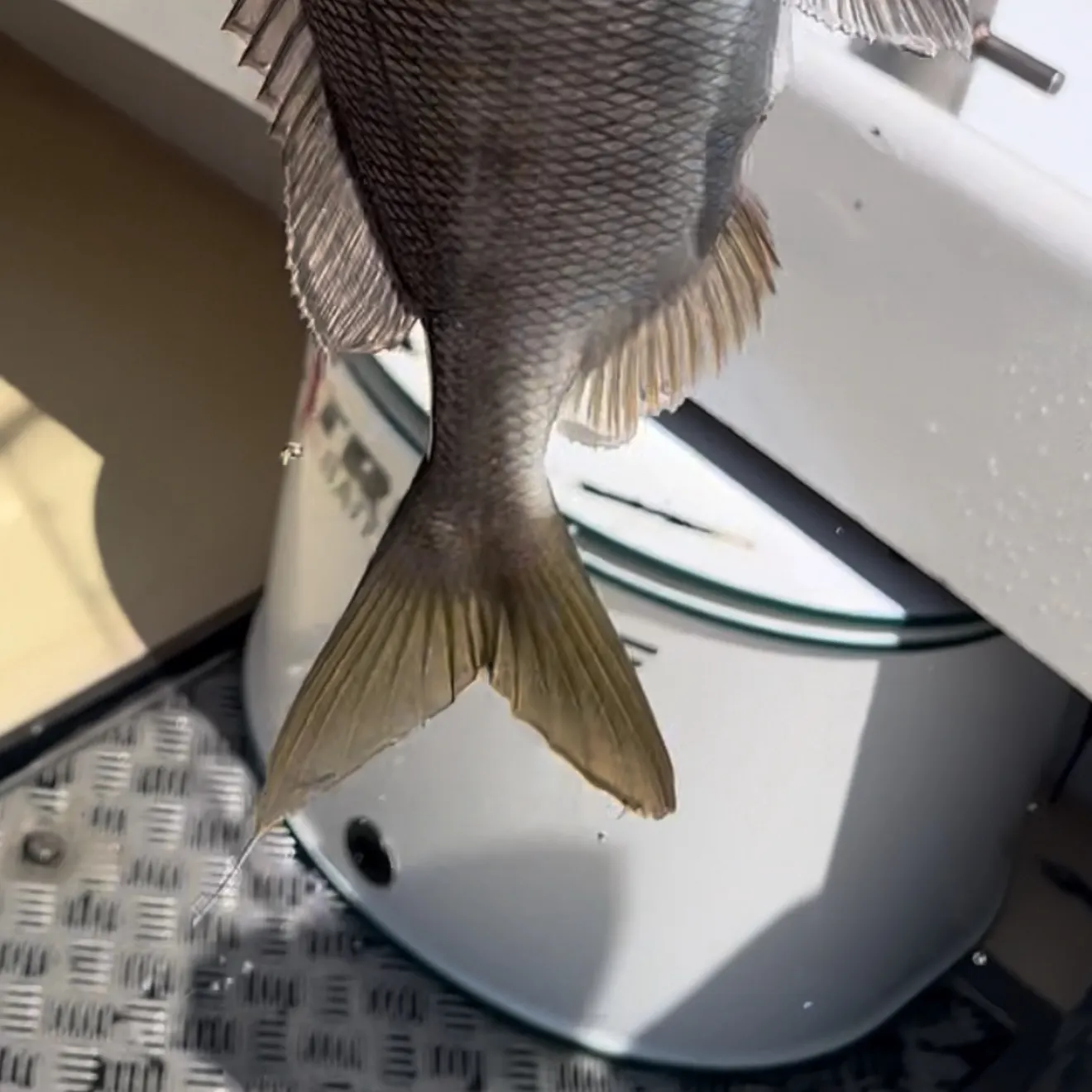 The most recent Jolthead porgy catches on Fishbrain