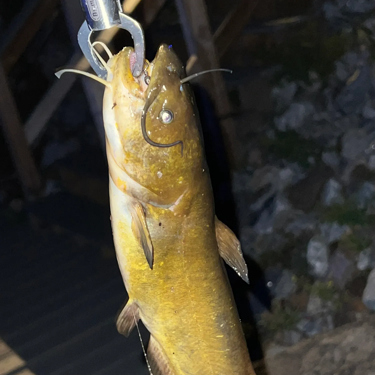 Yellow bullhead caught on Fishbrain
