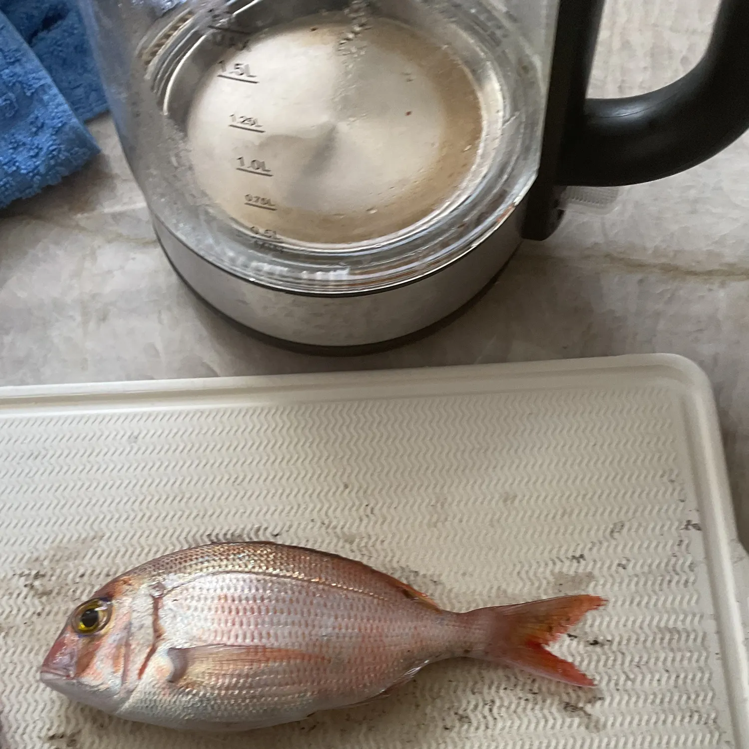 The most recent Australasian snapper catches on Fishbrain