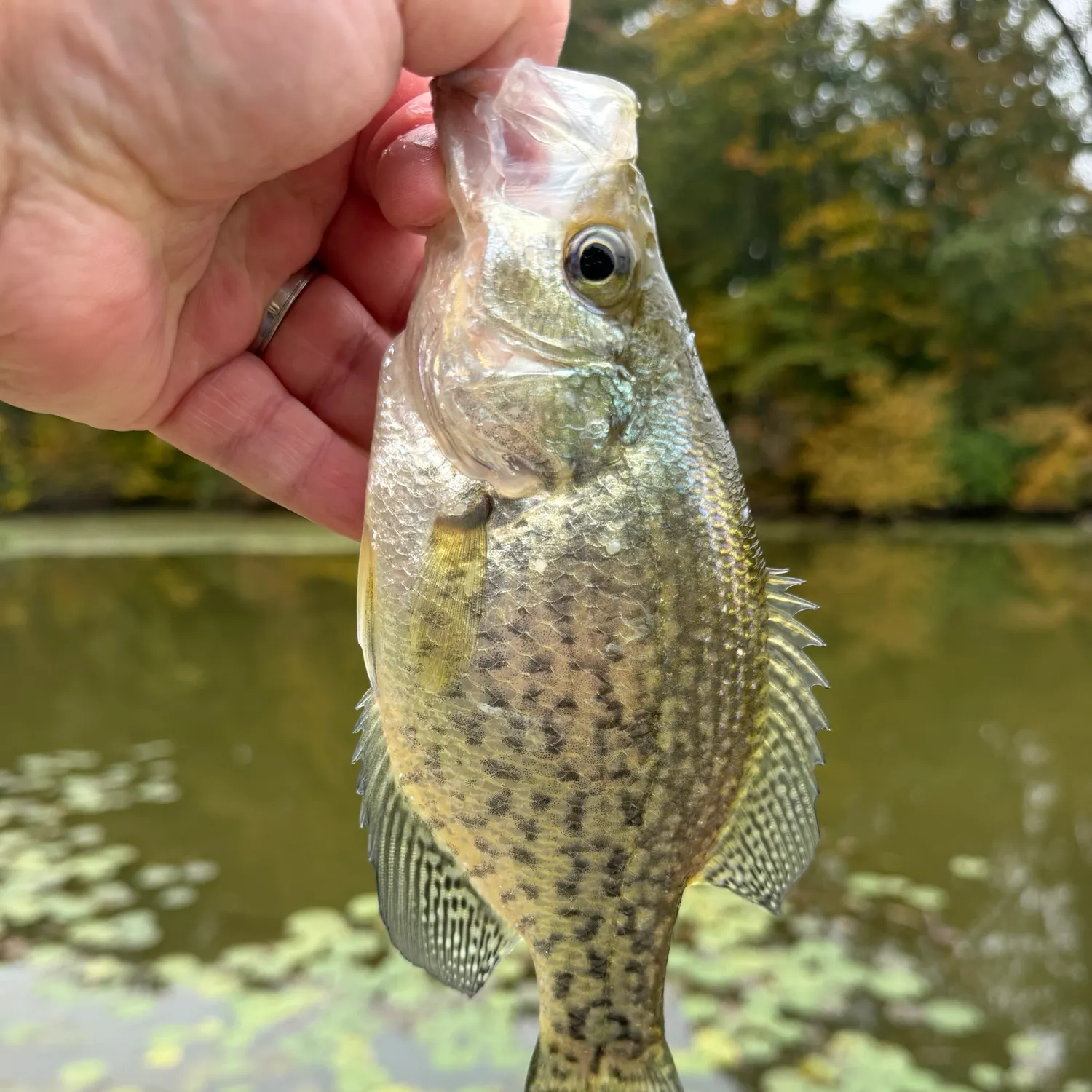Black crappie caught on Fishbrain