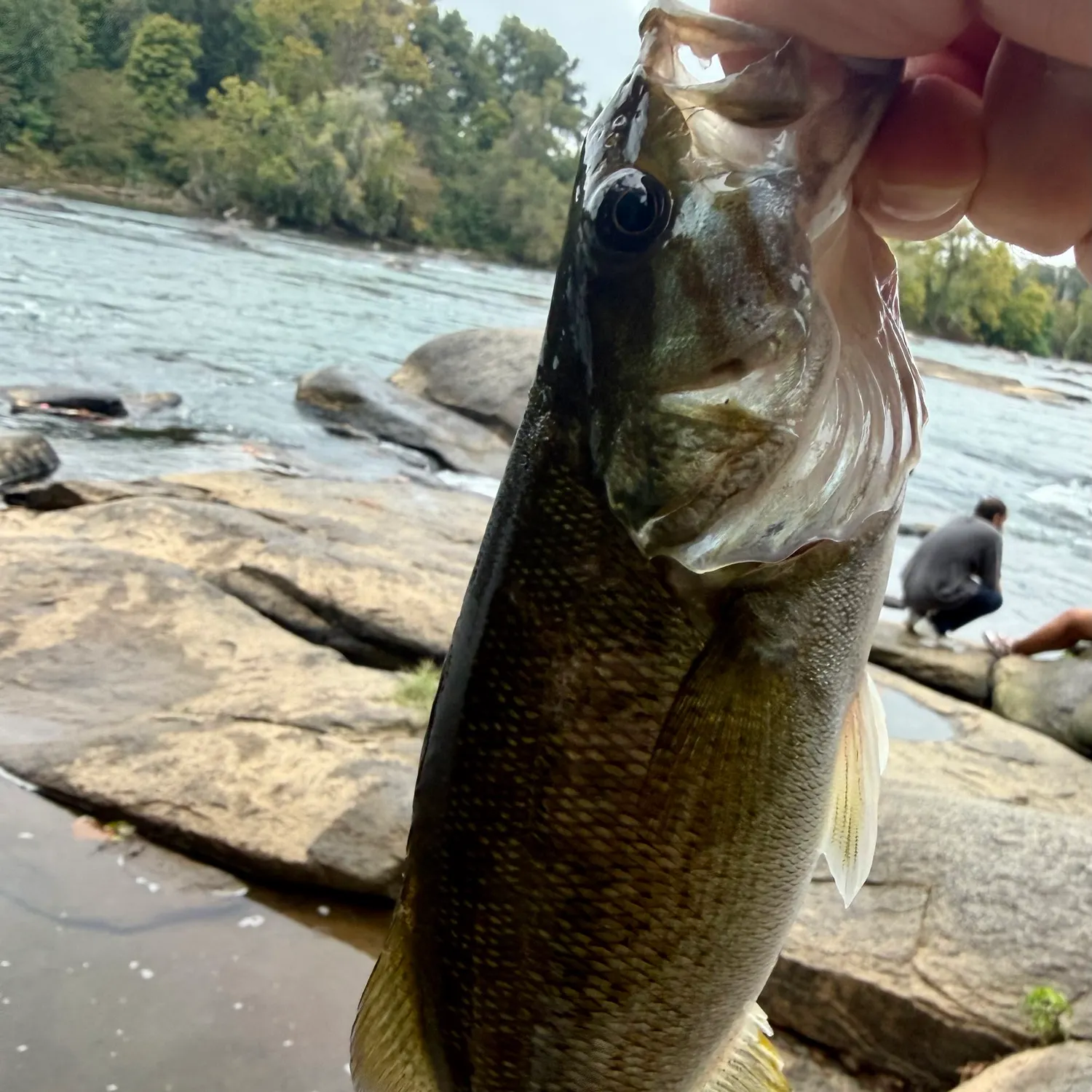Smallmouth bass caught on Fishbrain