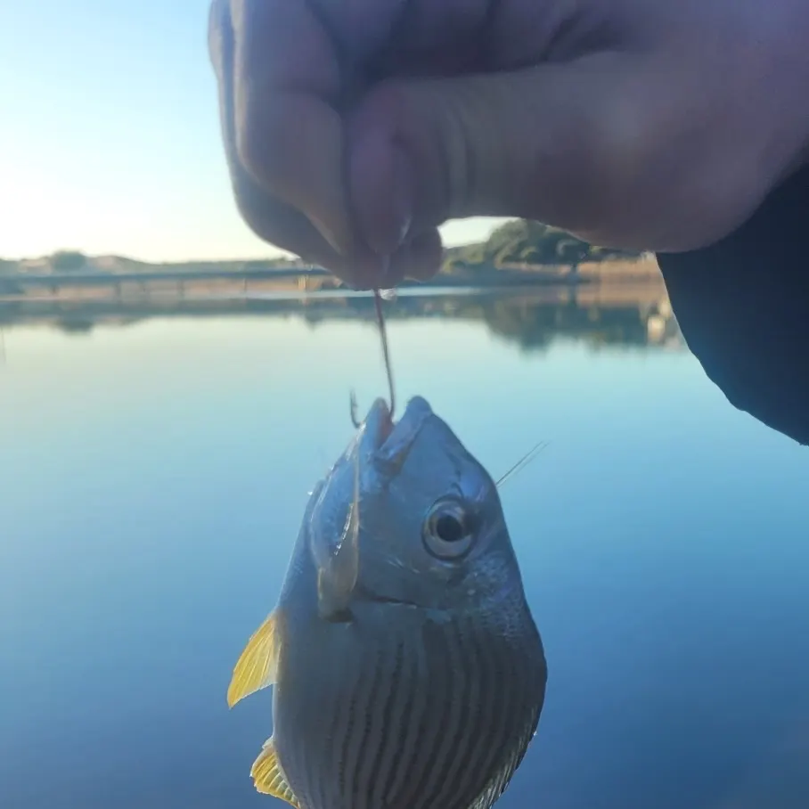 Surf bream caught on Fishbrain